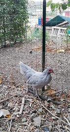 Galletto araucana lavanda inglese