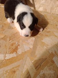 Border Collie
