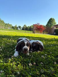 Springer spaniel da lavoro