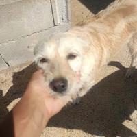 Spinone mix in adozione