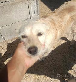 Spinone mix in adozione