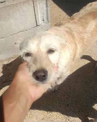 Spinone mix in adozione