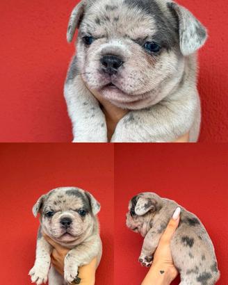 Cuccioli Bulldog Bouledogue Francese