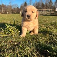 Maschio Golden Retriever collare viola
