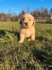 Maschio Golden Retriever collare viola
