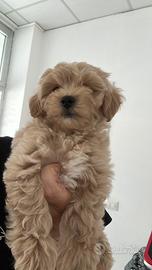 Maltipoo femmina da genitori con pedigree