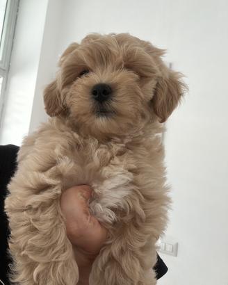 Maltipoo femmina da genitori con pedigree