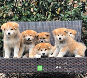 Akita inu