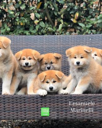 Akita inu