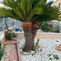 Cycas