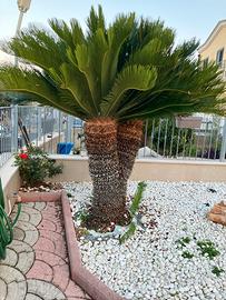 Cycas