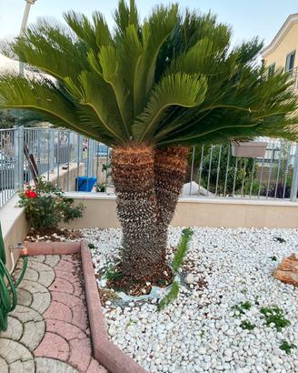 Cycas