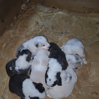 Alabai/ Patou-Caucaze