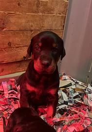 Cuccioli dobermann