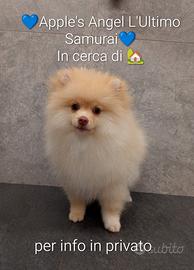 Cucciolo di volpino / Spitz tedesco