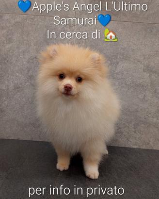 Cucciolo di volpino / Spitz tedesco