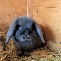 Cuccioli coniglio ariete