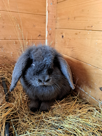 Cuccioli coniglio ariete