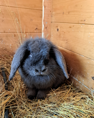 Cuccioli coniglio ariete