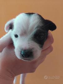 Cucciolo di Jack russell
