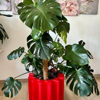 Monstera Deliziosa  + vaso  Slide “Gear  Pot”