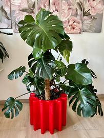 Monstera Deliziosa  + vaso  Slide “Gear  Pot”