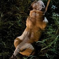 Top American bully Girl