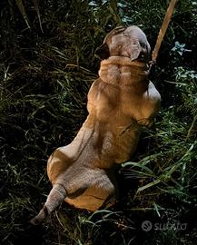 Top American bully Girl