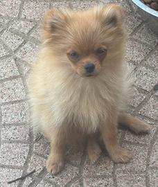 Spitz nano