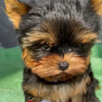 Yorkshire cuccioli taglia molto piccola