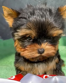 Yorkshire cuccioli taglia molto piccola