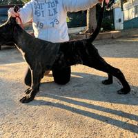 Cucciolo di cane corso