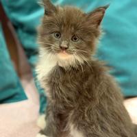 Meravigliosi cuccioli Maine Coon