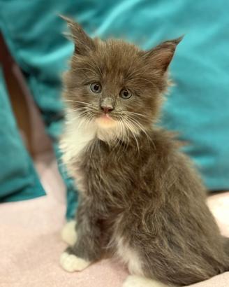 Meravigliosi cuccioli Maine Coon