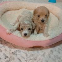 Cuccioli di Maltipoo femmine
