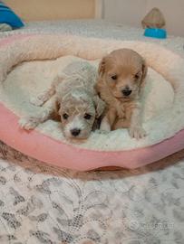 Cuccioli di Maltipoo femmine