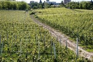 Vigneto nuovo impianto