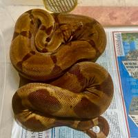 Boa Super Hypo het albino Kahl