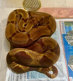 Boa Super Hypo het albino Kahl