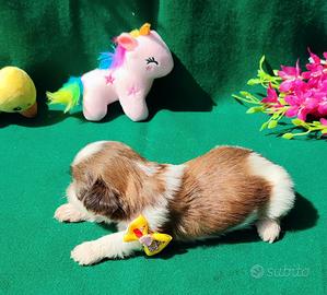 Cuccioli di Shihtzu