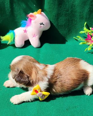 Cuccioli di Shihtzu