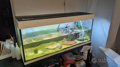 Set Acquario Completo JUWEL 240L + Mobile + Filtro