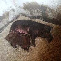 Maiali Suini Duroc puri