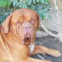 Dogue de bordeaux