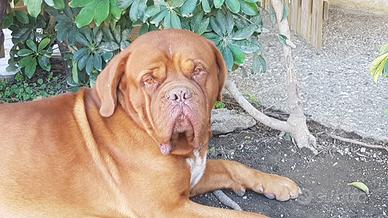Dogue de bordeaux