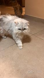 Gatto persiano