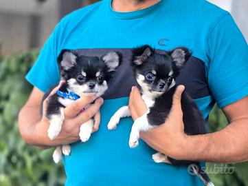 Cuccioli Chihuahua nero tricolore maschi