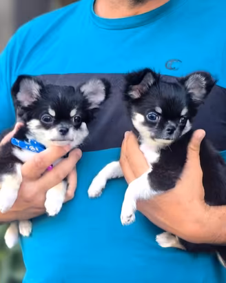 Cuccioli Chihuahua nero tricolore maschi