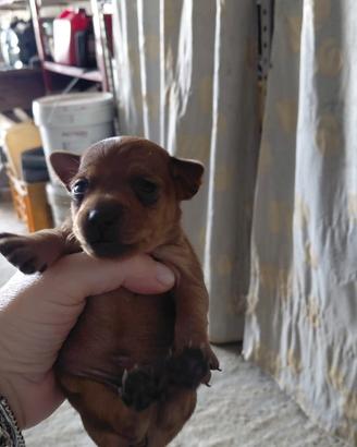 Cucciolo di pincher