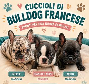 Bulldog francese